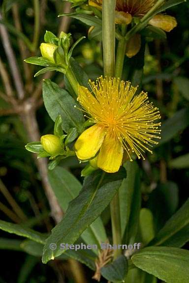 hypericum prolificum 2 graphic